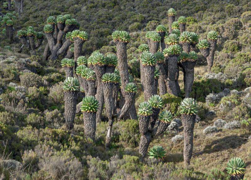 kilimanjaro giant mount tanzania senecio plants africa horombo slope camp near climb machame route zicasso eastern