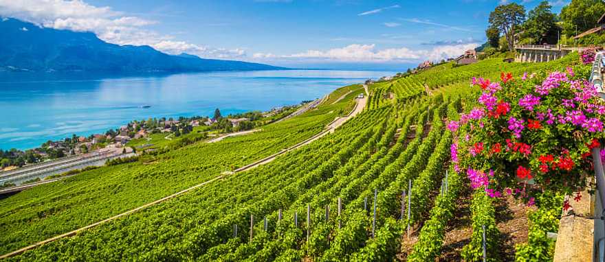 Rows of vineyard terraces in famous Lavaux wine region, Switzerland Rows of vineyard terraces in famous Lavaux wine region, Switzerland