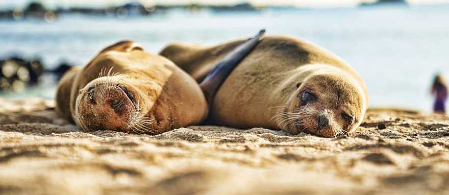 Sea lions basking on the beach, Galapagos, Ecuador Sea lions basking on the beach, Galapagos, Ecuador