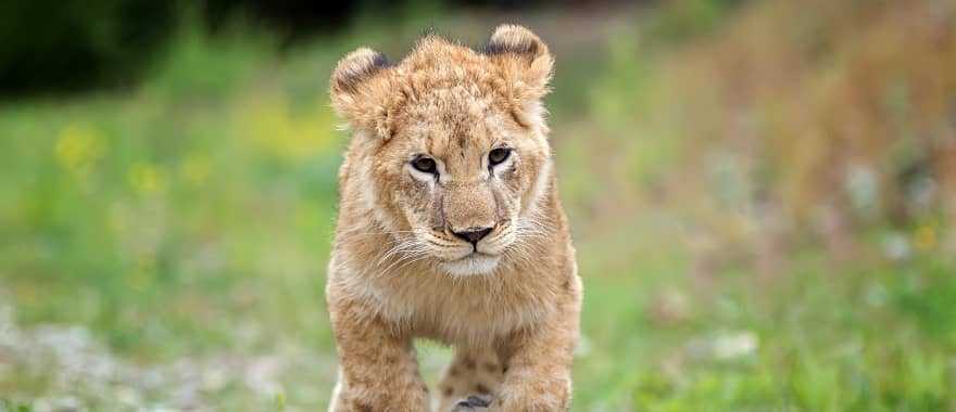 Lion cub in the African savanna