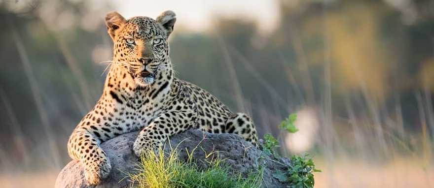 Okavango Delta, Botswana Leopard reclining on top of termite mound in the Okavango Delta, Botswana