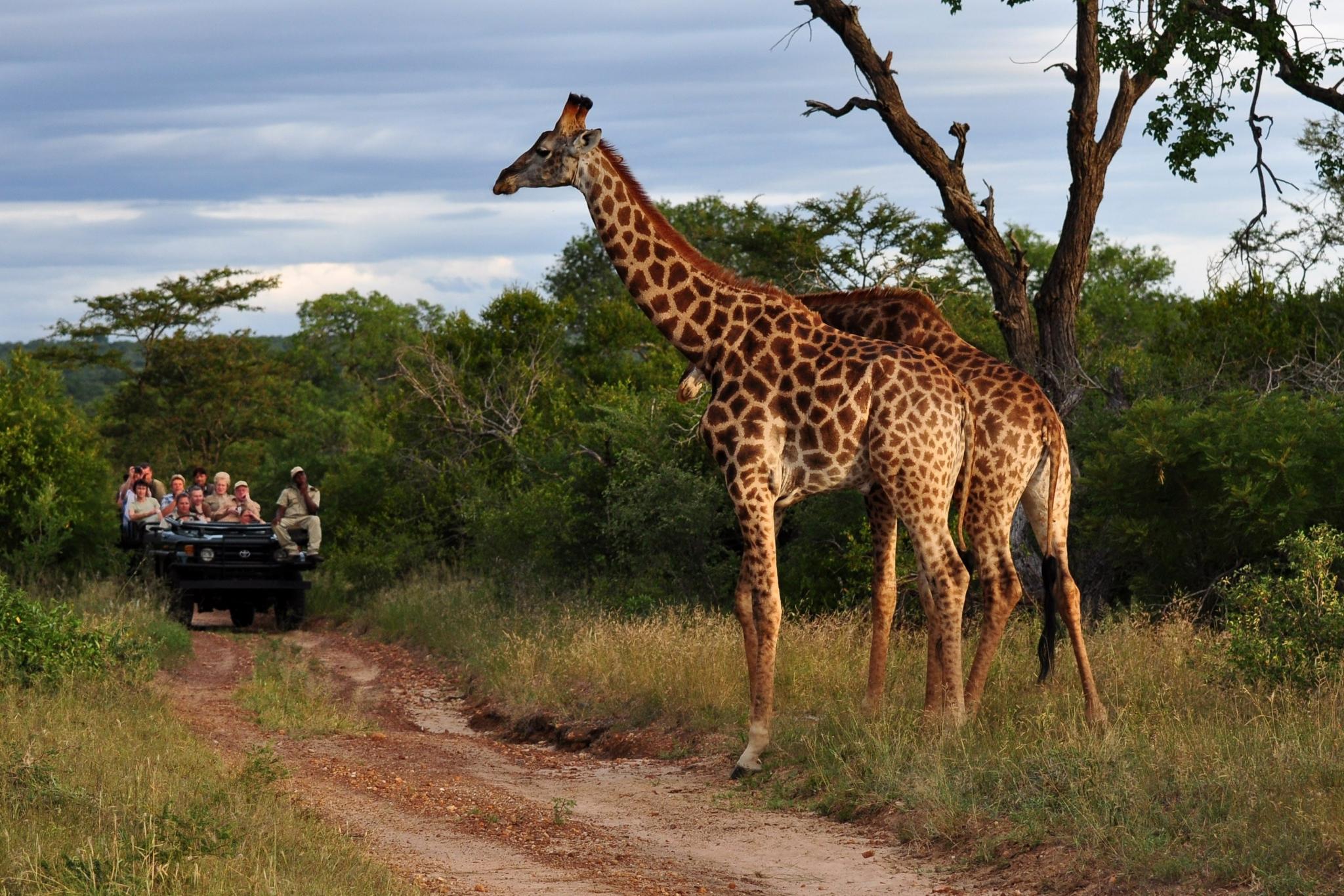 safari tour in africa