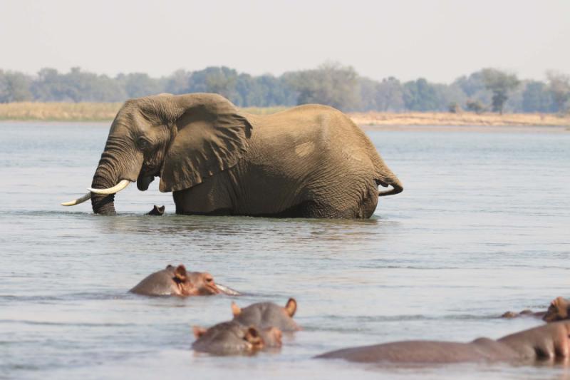 The Great Elephant Migration Across Zambia & Botswana Safari | Zicasso