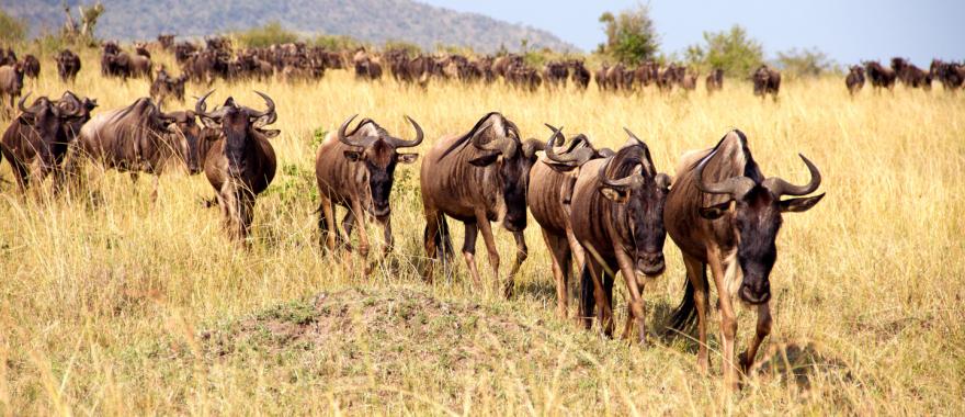 Great East African Wildebeest Migration Safari Zicasso 