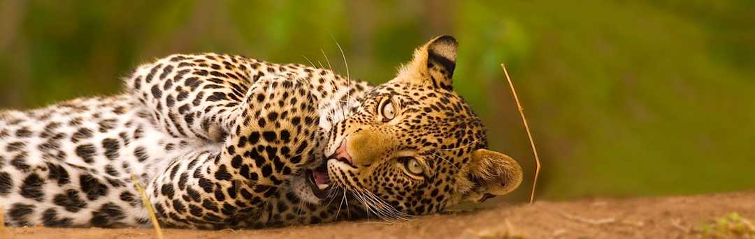 Best South Africa Safari Tours | Luxury Safari Packages | Zicasso