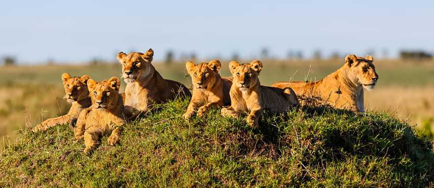 Two lionesses and four cubs laying on termite hill, enjoying the sun in Masai Mara, Kenya Two lionesses and four cubs laying on termite hill, enjoying the sun in Masai Mara, Kenya