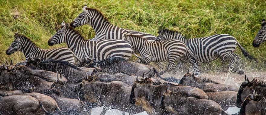 Great Migration, Serengeti National Park, Tanzania Great Migration, Serengeti National Park, Tanzania
