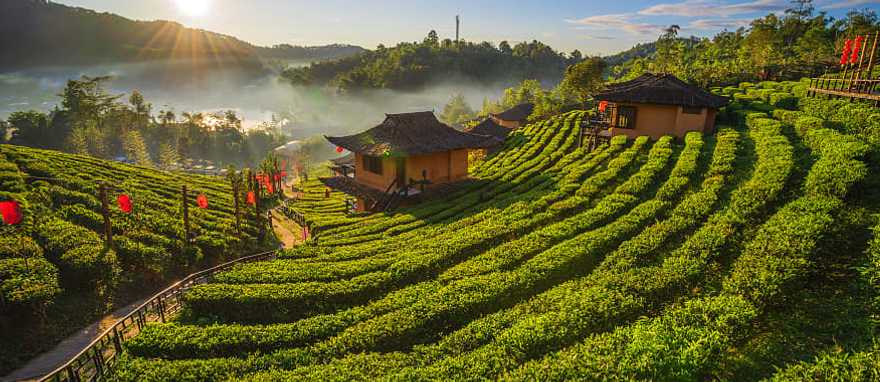 Tea plantation along the Mae Hong Son Loop in northern Thailand Tea plantation along the Mae Hong Son Loop in northern Thailand
