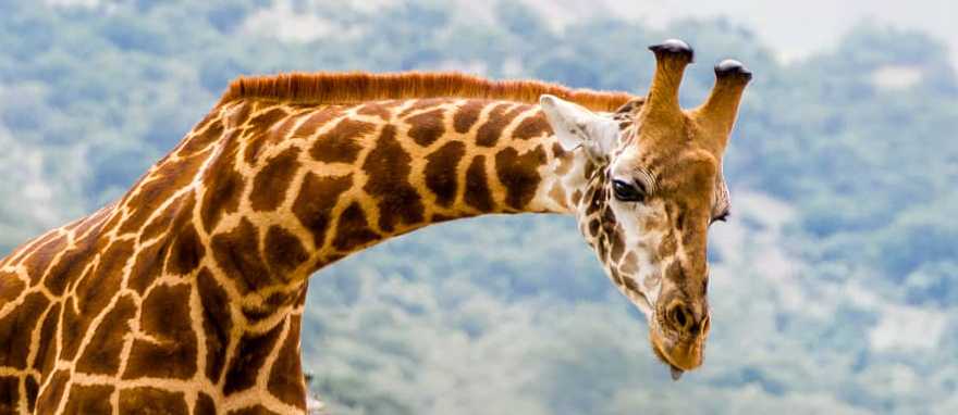 Iconic Rwanda and Kenya Big-Game Safari Iconic Rwanda and Kenya Big-Game Safari