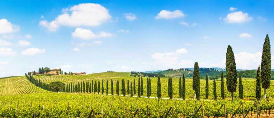 Vineyard in Tuscany, Italy Vineyard in Tuscany, Italy