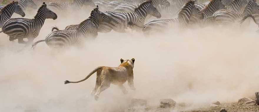 Lioness hunting zebra in Masai Mara, Kenya Lioness hunting zebra in Masai Mara, Kenya