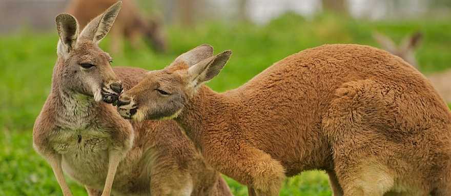 Kangaroo couple in the Australian outback Kangaroo couple in the Australian outback
