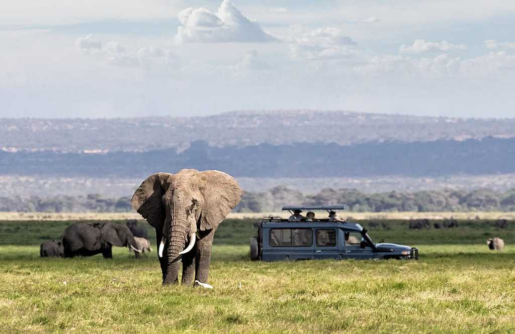 Safari game drive in Kenya Observing elephants while on safari game drive in Kenya's Rift Valley