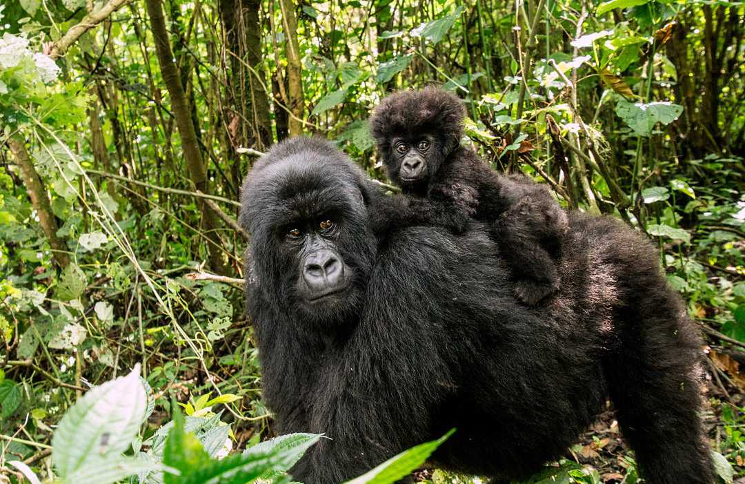 Volcanoes National Park, Rwanda Female mountain gorilla with baby in Rwanda