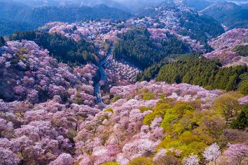 4 Tips For Your Japan Cherry Blossom Trip In 2024 Zicasso   37043b56012a68a54417b6fbc02a9cc4 