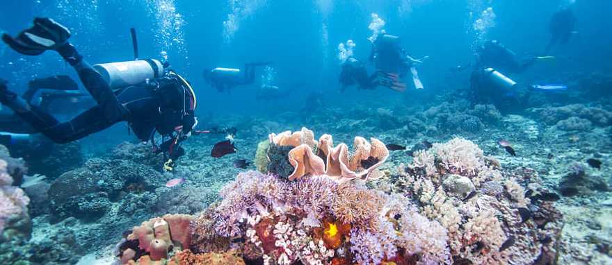 Scuba divers in Fiji Scuba divers in Fiji