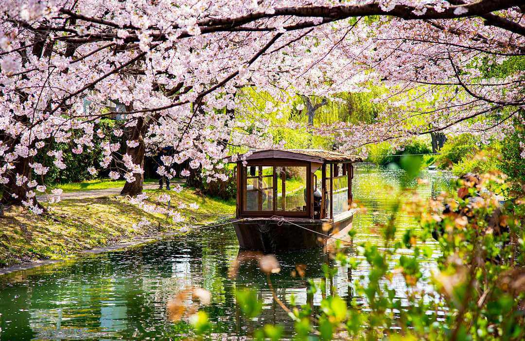 Japanese wooden boat with pink sakura branches in Japan Japanese wooden boat with pink sakura branches in Japan