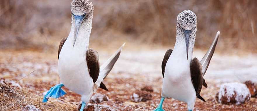 Blue-footed boobies in the Galapagos Islands, Ecuador Blue-footed boobies in the Galapagos Islands, Ecuador