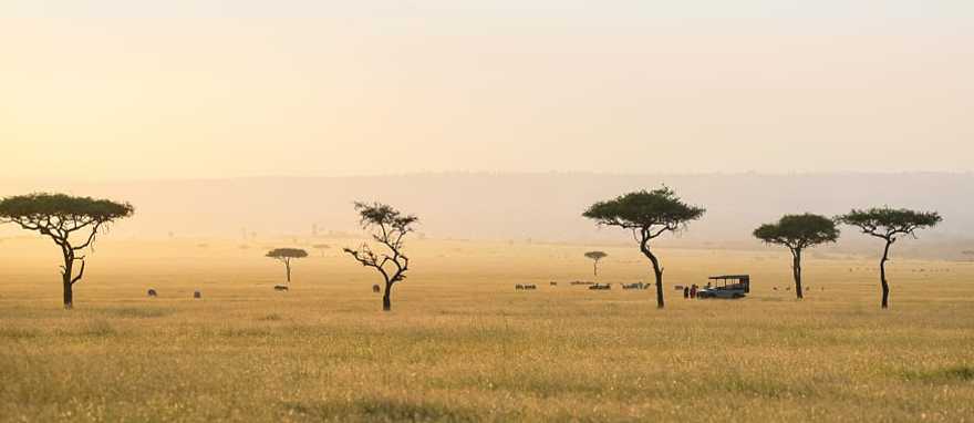Game drive on the sweeping savanna with acacia trees in the Serengeti Game drive on the sweeping savanna with acacia trees in the Serengeti