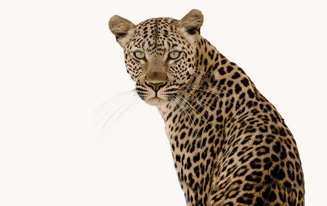 An African leopard An African leopard