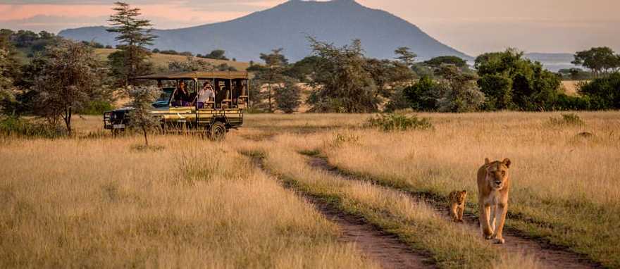 Serengeti National Park, Tanzania Couple on game drive observing lioness and cub in Serengeti National Park, Tanzania