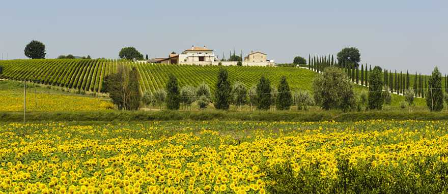 View of St. Peter's Basilica in Rome, Italy View of St. Peter's Basilica in Rome, Italy