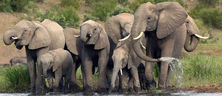 Elephant herd in Kruger National Park, South Africa Elephant herd in Kruger National Park, South Africa