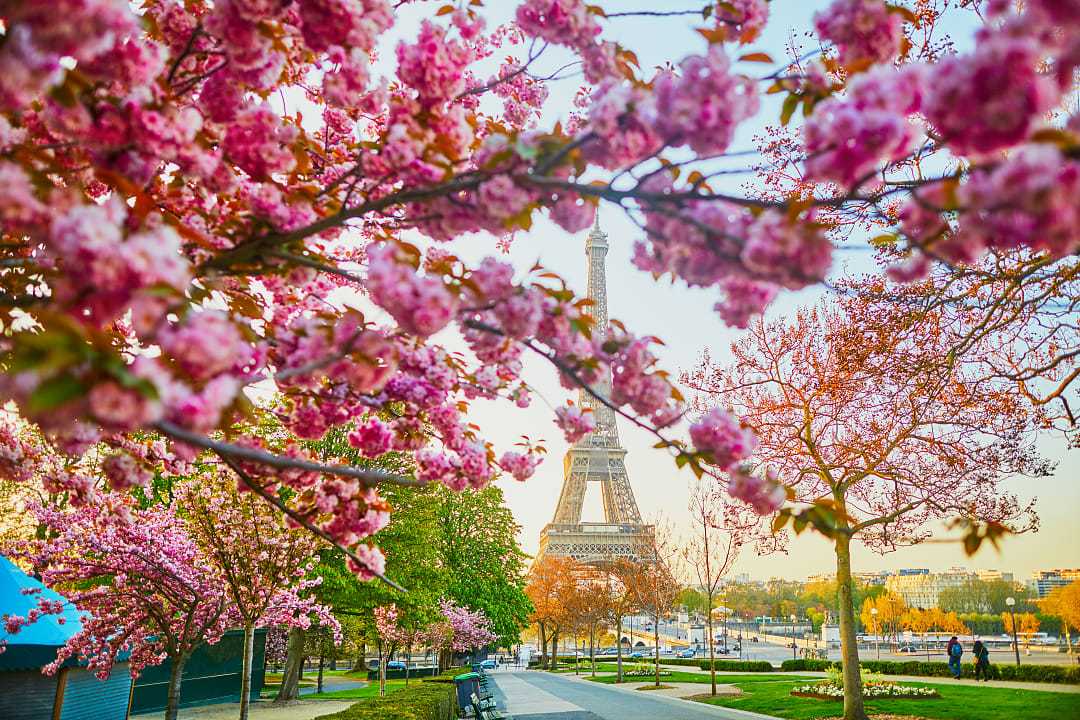 Cherry blossoms add a touch of pink to the Eiffel Tower