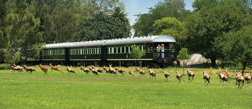 Photo Courtesy of Rovos Rail Couple watching a herd of antelope from the Rovos Rail