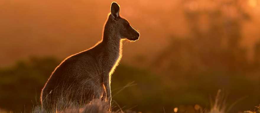 Dive into the world of marsupials on Australia's epic kangaroo safari Dive into the world of marsupials on Australia's epic kangaroo safari