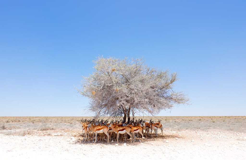 Estosha National Park, Namibia Herd of antelope find shade on a dry hot sunny day in Estosha National Park, Namibia