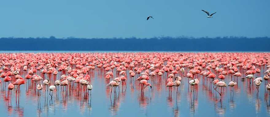 Flamingos in Lake Nakuru National Park, Kenya Flamingos in Lake Nakuru National Park, Kenya