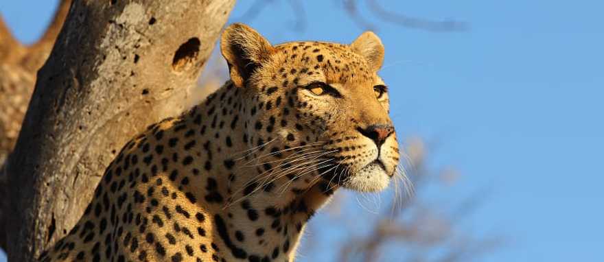 Leopard at Sabi Sand Game Reserve in South Africa Leopard at Sabi Sand Game Reserve in South Africa