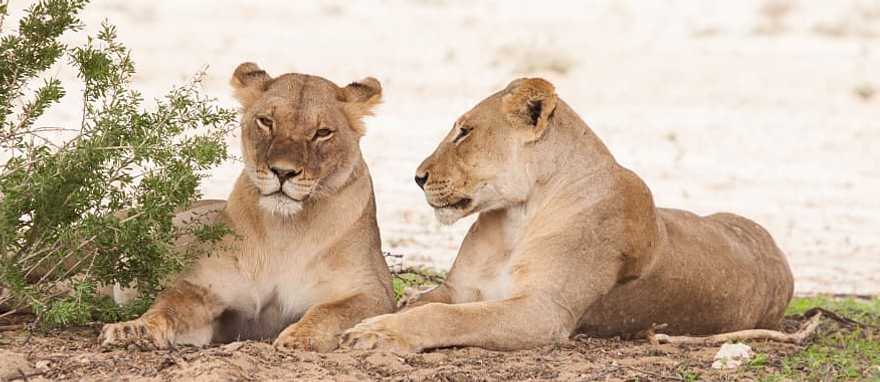Lionesses at Kgalagadi Transfrontier Park, Botswana Lionesses at Kgalagadi Transfrontier Park, Botswana