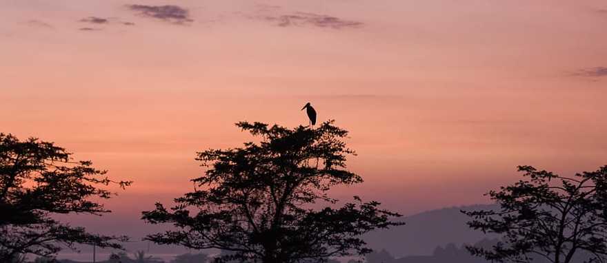 Gorilla Trekking Uganda Tour For Solo Travelers Gorilla Trekking Uganda Tour For Solo Travelers