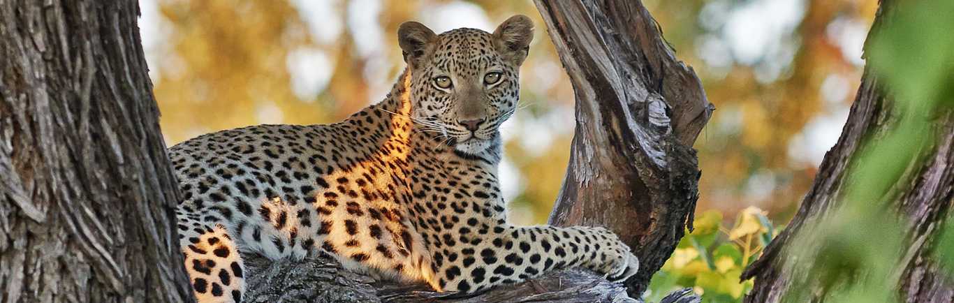 Best Luxury African Safaris Tours 2024 2025 Zicasso   647efd9bcb5c93c2cb7c481242172a85 