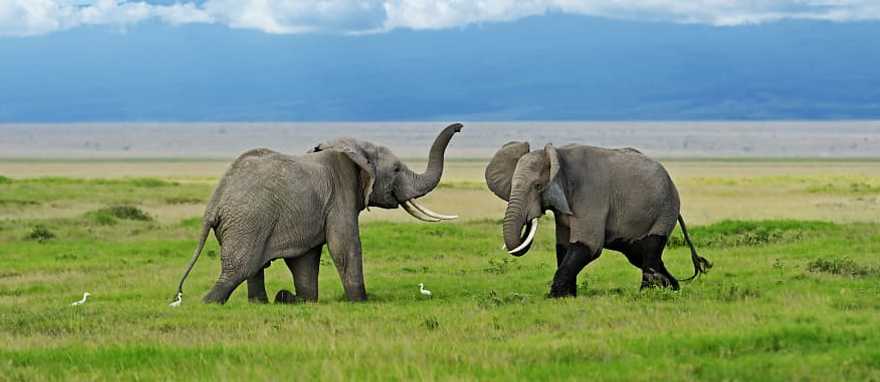 Elephants in Amboseli National Park, Kenya Elephants in Amboseli National Park, Kenya