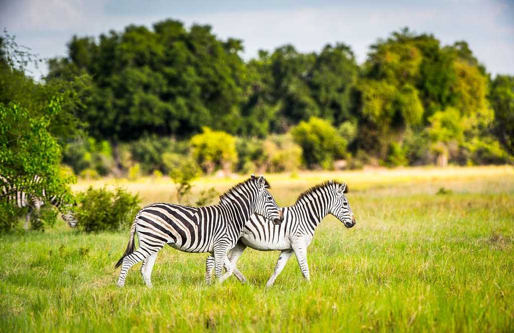 Okavango Delta, Botswana Zebras in the Okavango Delta, Botswana