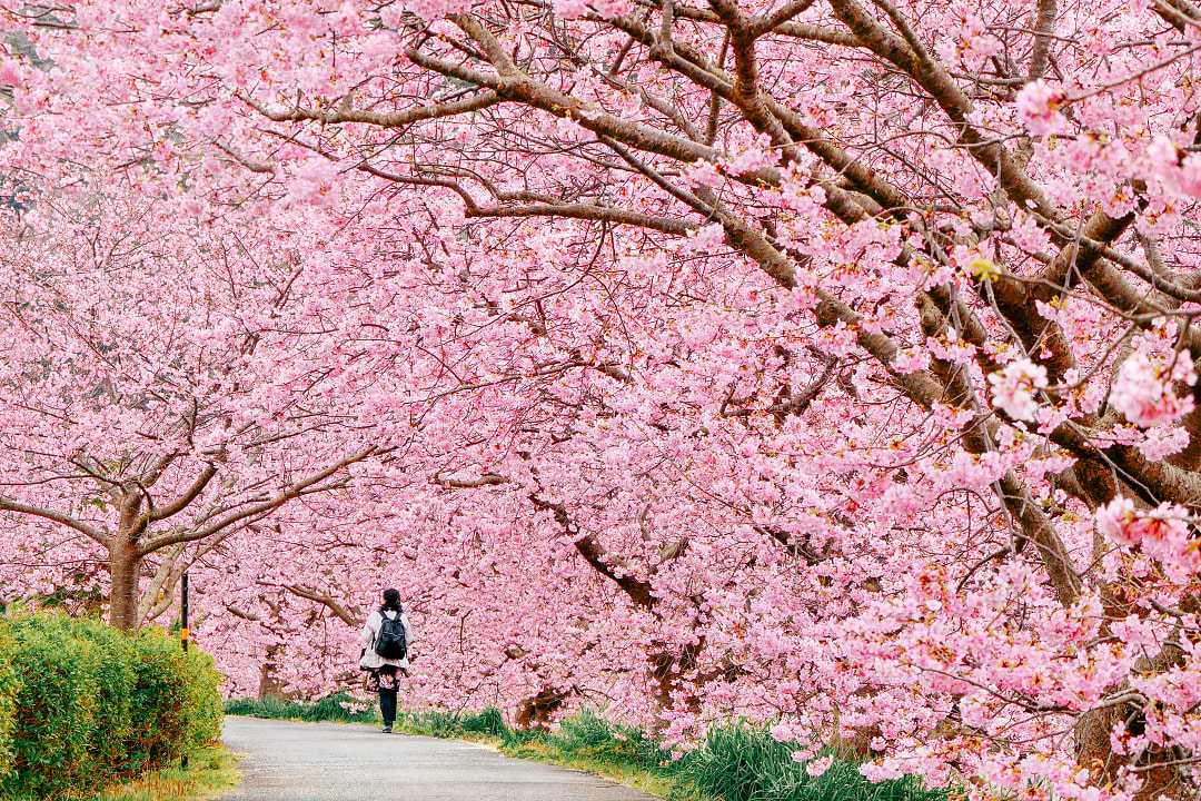 6 Best Places to See Cherry Blossoms in Japan
