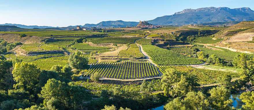 Vineyard in La Rioja, Spain Vineyard in La Rioja, Spain