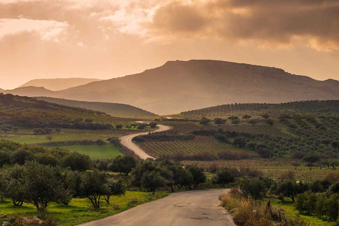 Olive groves and vineyards in Crete, Greece