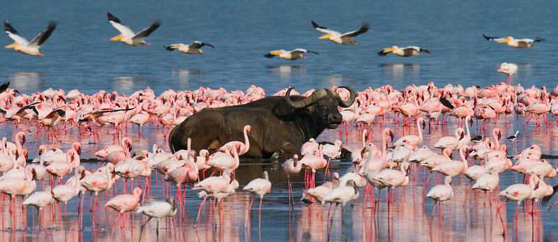 Honeymoon in Kenya and Seychelles - Lake Nakuru Buffalo surrounded by flamingos in Lake Nakuru, Kenya
