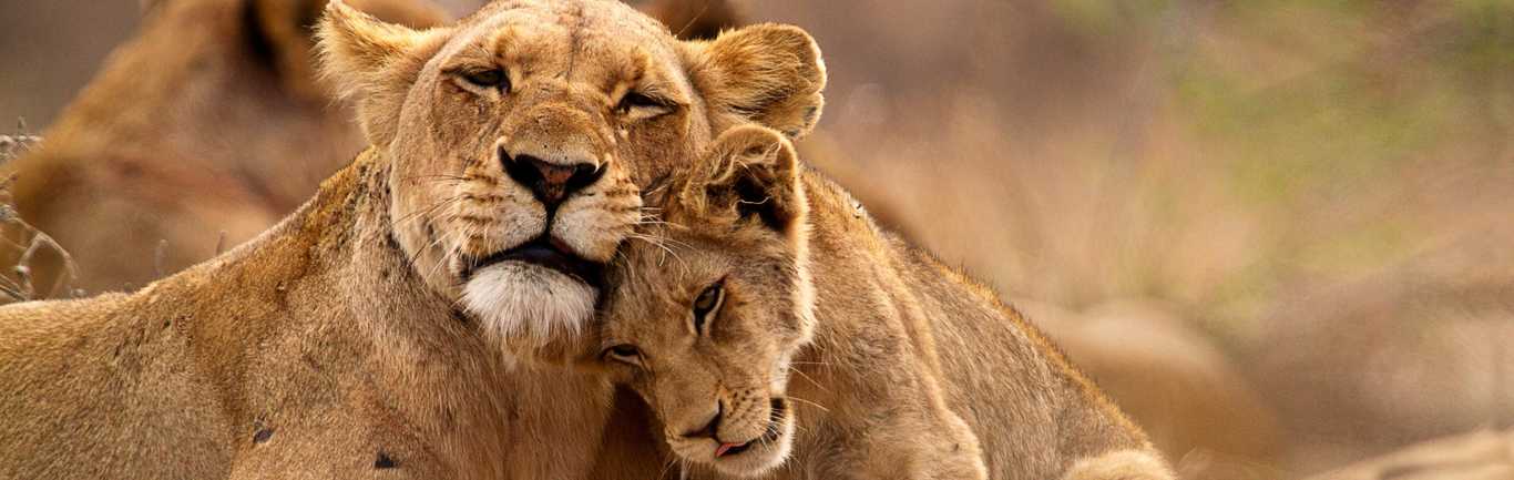 Best South Africa Family Safaris and Vacations 2023-2024 | Zicasso