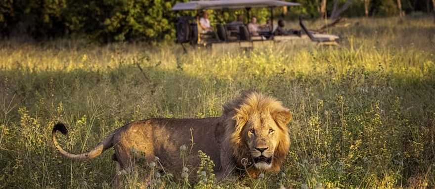 7-Day Classic Delta Tour - Okavango Delta, Botswana Large male lion walking through the tall grass on the Okavango Delta, Botswana