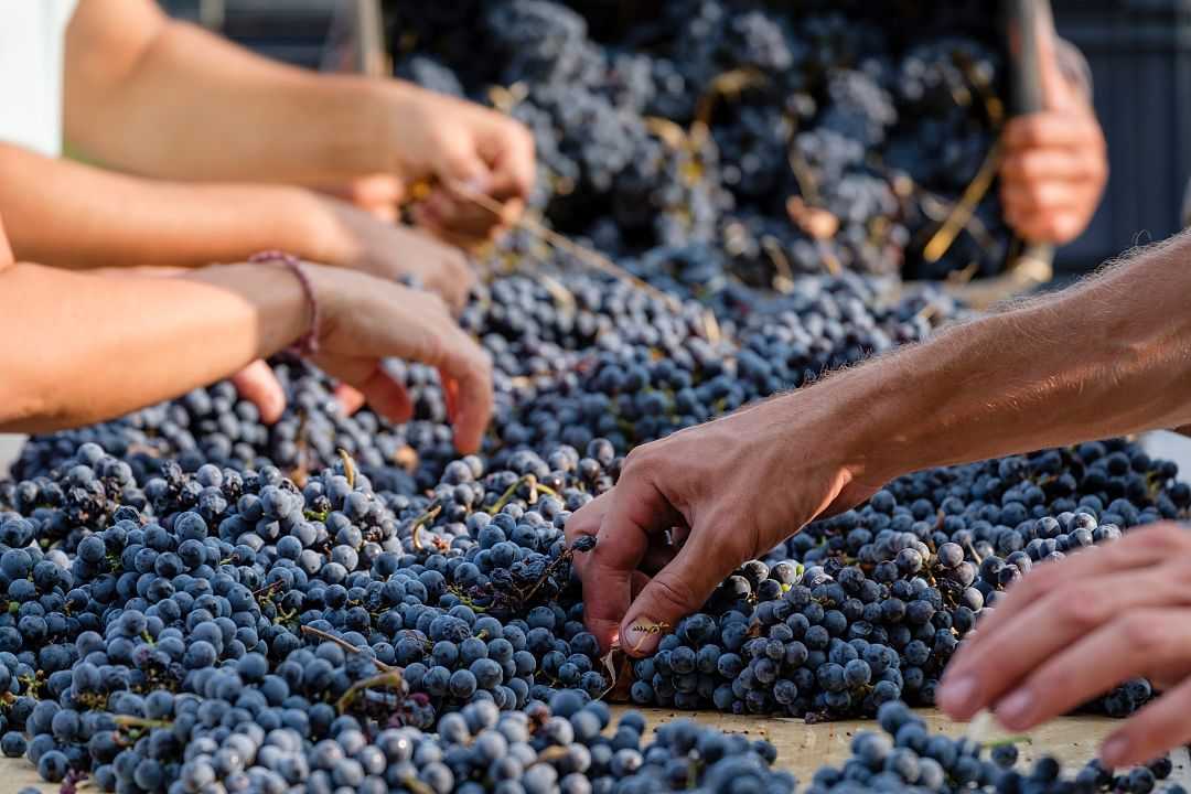 Grape harvest in Mallorca, Spain