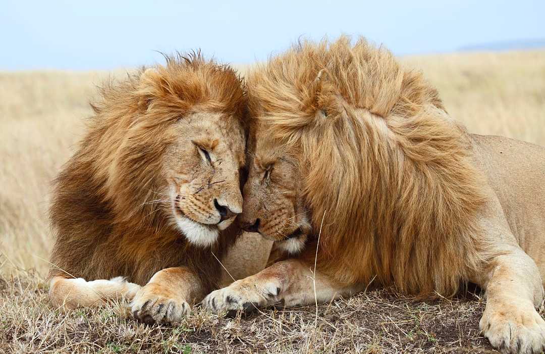 The Maasai Mara, Kenya The Maasai Mara, Kenya