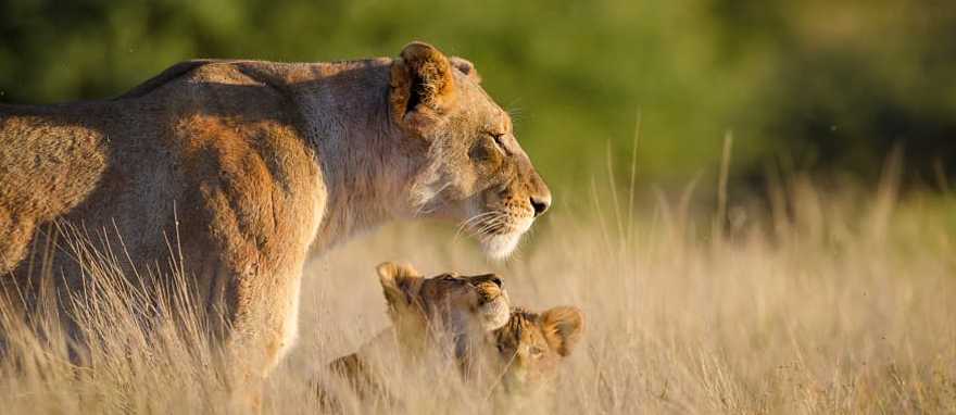 Northern South Africa Lioness and two cubs in South Africa