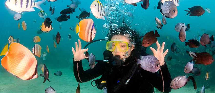 Scuba diving in Fiji Rainbow Reef, Corals and tropical fish Scuba diving in Fiji Rainbow Reef, Corals and tropical fish