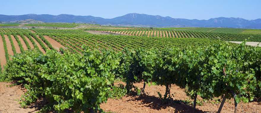 Vineyards in Spain Vineyards in Spain