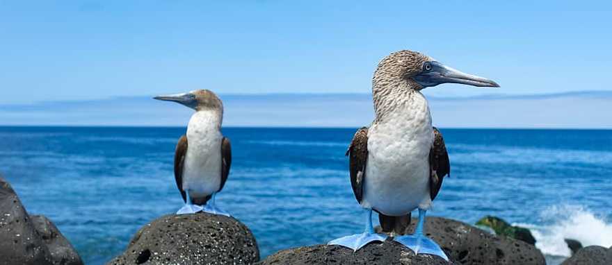 Blue-Footed Boobies in the Galapagos Islands Blue-footed boobies in the Galapagos, Ecuador